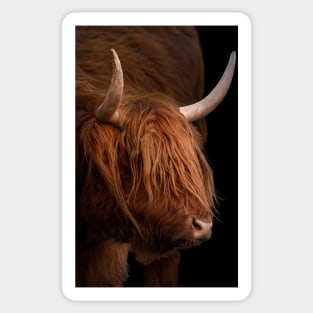 Scottish Highland Cow Sticker